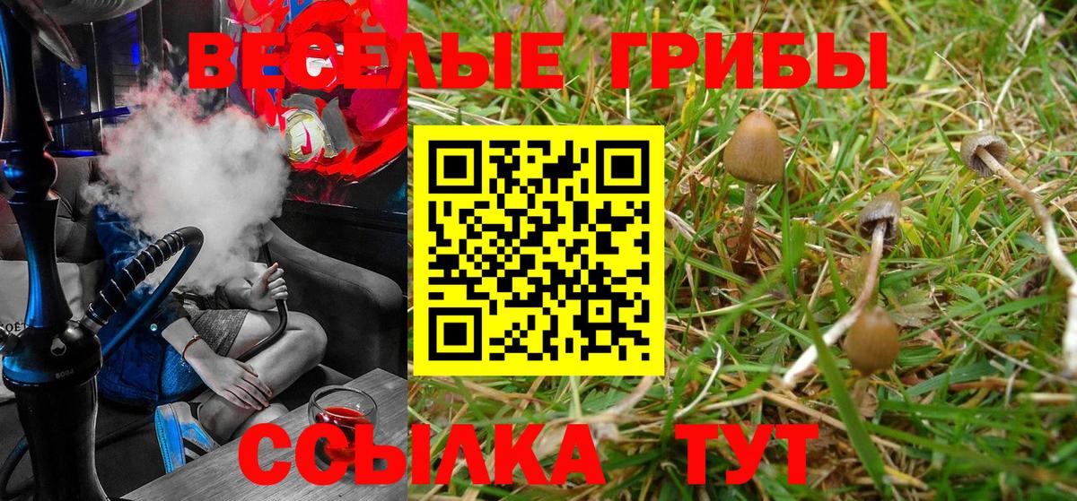 Псилоцибиновые грибы Psilocybine cubensis Уссурийск